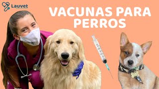 VACUNAS PARA PERROS CACHORROS Y ADULTOS  Lauvet [upl. by Alrrats]