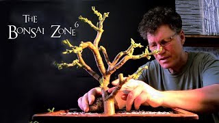 Creating Jade Bonsai Part 2 The Bonsai Zone Feb 2019 [upl. by Eikcid]