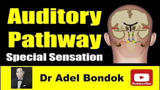 Auditory Pathway Dr Adel Bondok [upl. by Erelia269]