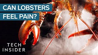 Why Do We Boil Lobsters Alive [upl. by Etnuhs]