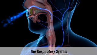 The Human Respiratory System Explained [upl. by Cirone223]