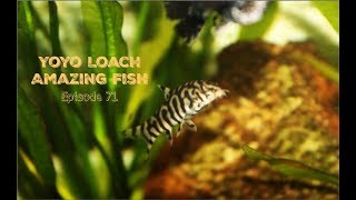 Yoyo Loach Amazing Fish [upl. by Ebag]