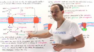 MalateAspartate Shuttle [upl. by Dhumma]