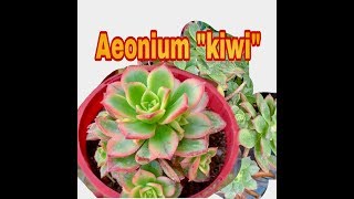 How to propagate AEONIUM quotKIWIquot plant Filipina life in Australia [upl. by Akived]