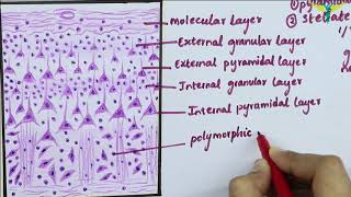 Histology of Cerebral Cortex [upl. by Thornton]