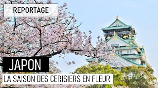 LA SAISON DES CERISIERS EN FLEUR AU JAPON [upl. by Dore]