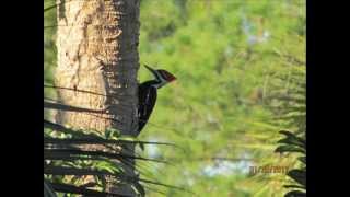 Sound of a Pileated Woodpecker [upl. by Alit]