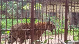 tiger roaring Thrissur zoo [upl. by Huckaby]