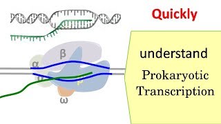 Transcription in prokaryotes [upl. by Eisac16]