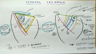 Femoral Triangle Anatomy Part 1  Diagram Boundaries Content Femoral Sheath [upl. by Ennaihs]