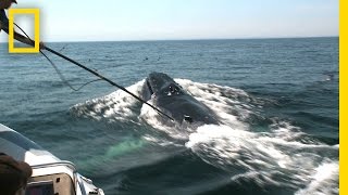 Video Reveals Surprising Humpback Feeding Behavior  National Geographic [upl. by Eceinal]