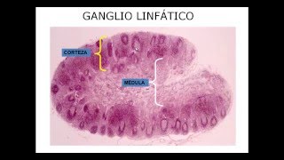 Histología de los órganos linfáticos [upl. by Dominick]