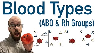 Blood Types ABO and Rh  Antigens and Antibodies [upl. by Demmahom397]