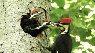 The Pileated Woodpecker A Trickster [upl. by Nathanoj411]