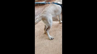 Hind Leg Bend Problem in PuppyDogs [upl. by Casimire]