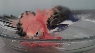 Pink Parakeet Takes a Rare Bath shorts [upl. by Tamer242]