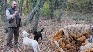 Come CERCARE TARTUFI nelle Crete Senesi  TARTUFO BIANCO [upl. by Vale15]