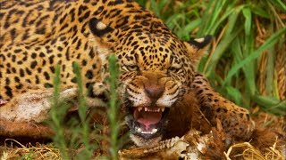 Jaguar Cubs Fight for Food  Jaguars Born Free  BBC Earth [upl. by Nila]