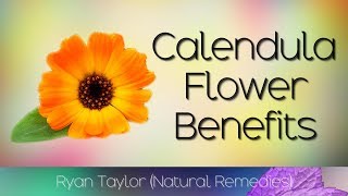 Calendula Flower Benefits amp Uses [upl. by Dianemarie195]