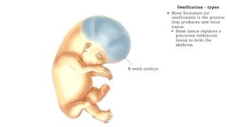 Bone formation  Ossification [upl. by Mort]