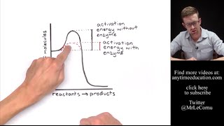 How Do Enzymes Work Activation Energy [upl. by Aimac]