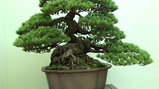 Best of the Japanese Bonsai exhibitions [upl. by Eihcra]