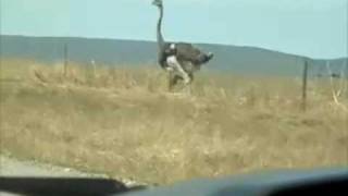 Ostrich Running Reversed [upl. by Doownyl680]