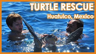 Turtle Rescue Huatulco Mexico  Turtle Barnacle Removal [upl. by Aicilak]