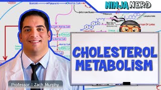 Metabolism  Cholesterol Metabolism [upl. by Lehman458]