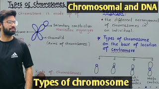 Chromosome structure and Its types  Class 12 Biology [upl. by Liam987]