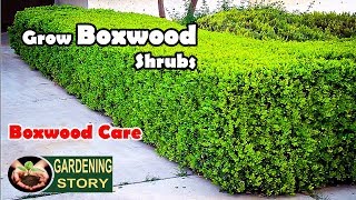 How To Grow Boxwood Shrubs  Boxwood Care [upl. by Bertolde]