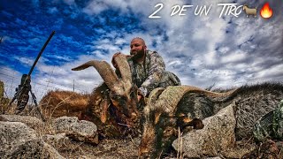 CAZA de CHIVO Gigante doblete🔥New Mexico feral goats [upl. by Fuld823]