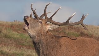 Red Deer Stag Bellowing  Bradgate Park  201810 [upl. by Yecart]