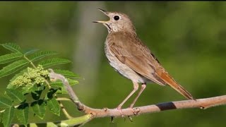 Hermit Thrush Singing [upl. by Critchfield]