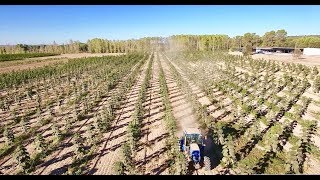 Kiri tree Paulownia plantation in Spain by WeGrow new version with tracking [upl. by Anitsrihc770]