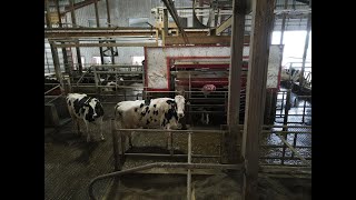 How Lely Robotic Milking System Works [upl. by Stenger]