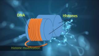 Histone Modification [upl. by Ogata]