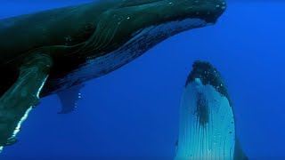 Two Beautiful Humpback Whales Dance  Animal Attraction  BBC Earth [upl. by Ayin]