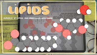 Lipid Categorization Glycerolipids Phospholipids amp Sphingolipids [upl. by Akemyt]