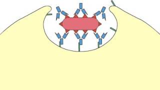 Phagocytosis Opsonization [upl. by Xaviera]