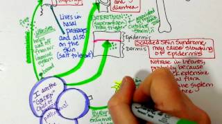 Staphylococcus aureus and MRSA characteristics [upl. by Baram]