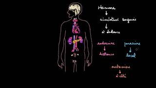 Introduction au système endocrinien [upl. by Wamsley]