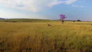 The Cradle of Humankind  National Geographic [upl. by Aubreir]