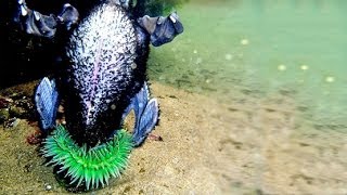 SEA ANEMONE EATS BIRD [upl. by Brenan653]