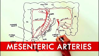 Anatomy tutorial  The Mesenteric Arteries [upl. by Grinnell406]