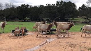 Scimitar Horned Oryx Thriving in Texas [upl. by Ojeibbob988]