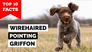 Wirehaired Pointing Griffon  Top 10 Facts [upl. by Ashlee995]