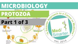 Protozoa  Microbiology  USMLE STEP 1  Part 1 of 3 [upl. by Acker297]