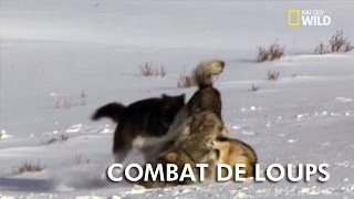 Animal Fight Club  Combat de loups [upl. by Hunt521]