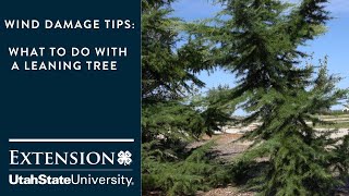 Wind Damage Tips What to do with a Leaning Tree [upl. by Glynda]